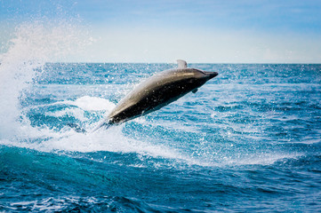 Fototapeta premium beautiful playful dolphin jumping in the ocean
