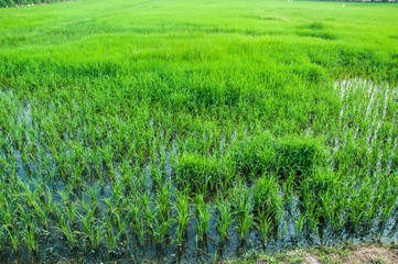 Green ear of rice in paddy rice field in the morning