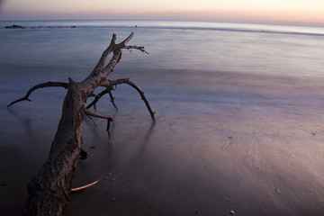 Tronco sulla spiaggia