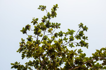 green tree on sky