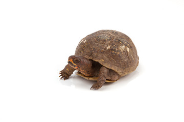 Box Turtle