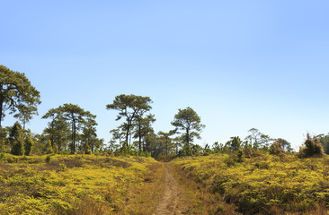 Obraz premium Difficulties forest path