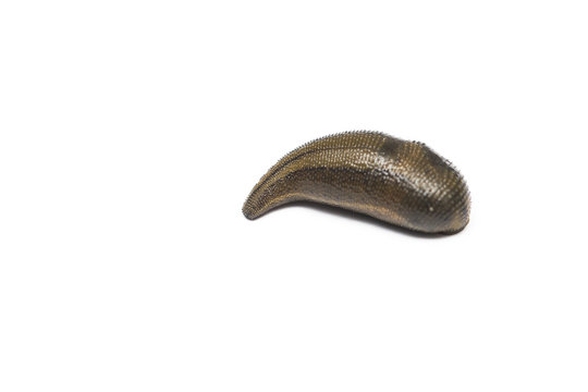 Leech isolated on white