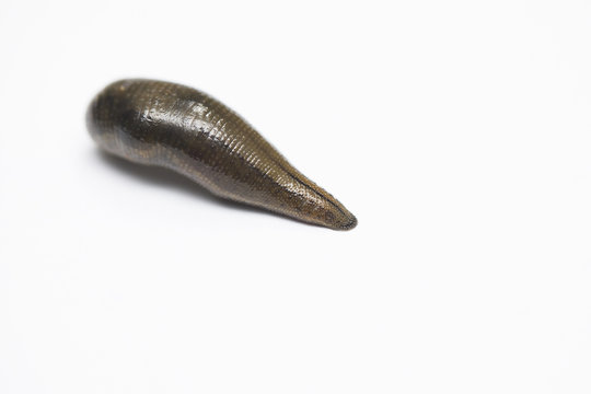 Leech isolated on white