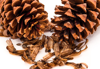 Pine Cones & Seeds