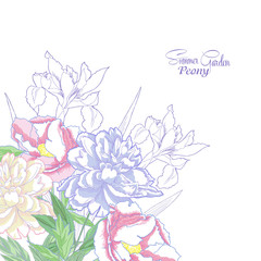 Background with color peonies and irises-03