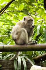 Monkey is eating on tree branch