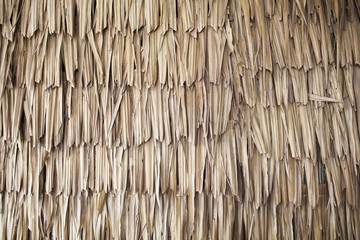 Dried palm texture