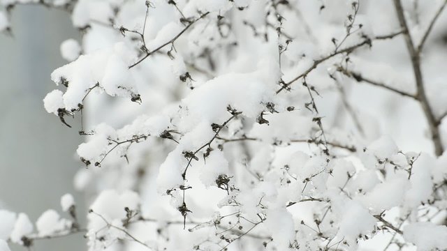 Schneehaube auf Busch