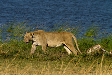 Lion - South Africa
