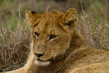 Naklejka na ściany i meble Lion - South Africa