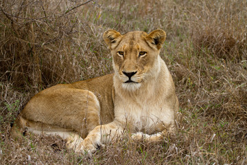 Obraz na płótnie Canvas Lion - South Africa