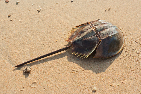 Fototapeta Horshoe crab