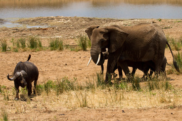 Fototapeta premium Elephant - South Africa