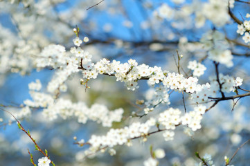 Beautiful blossoming cherry tree