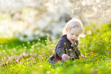 Adorable toddler girl in blooming cherry garden