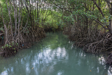 The forest mangrove