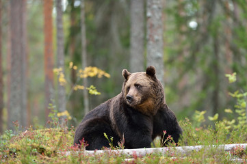 Fototapeta na wymiar Brown bear sitting in the forest