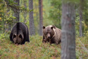 Two bears eating berries in the forest
