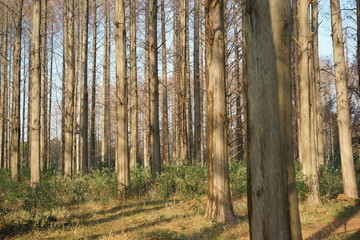メタセコイアの森林