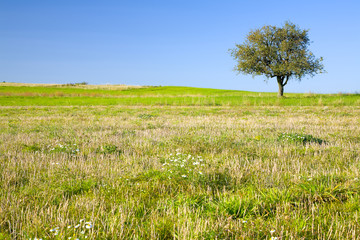 Lonely pear tree