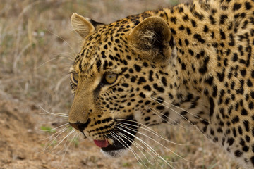 Fototapeta na wymiar Leopard - South Africa