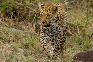 Leopard - South Africa
