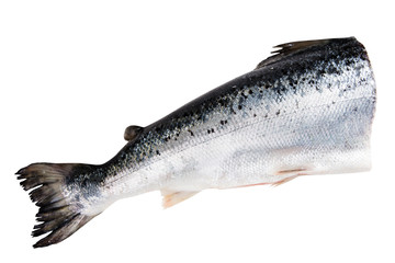 Atlantic salmon isolated  on white with clipping path