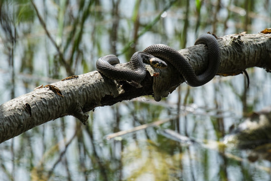 Ringelnatter,  Natrix natrix