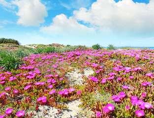 flowers by the coast