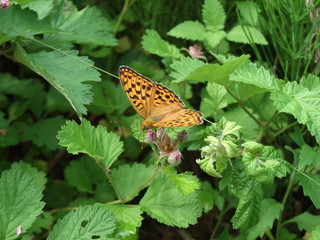 ヒョウモンチョウの仲間