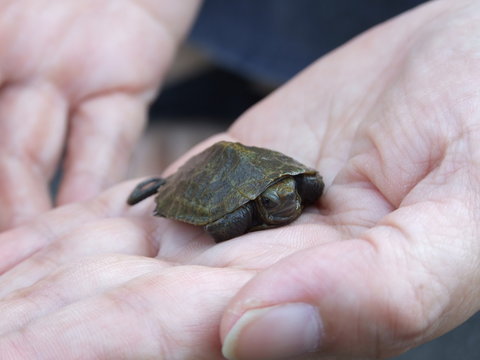 手のひらのゼニガメ