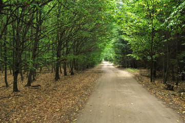 Fototapeta na wymiar forest road