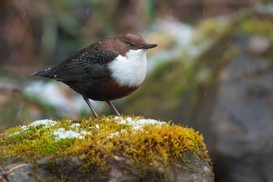White-throated dipper in winter