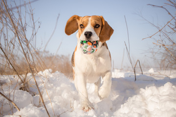 Beagle dog playing with ball