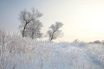 winter landscape