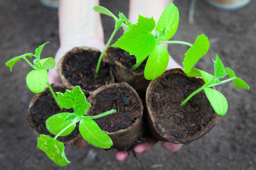 cucumber seedlings