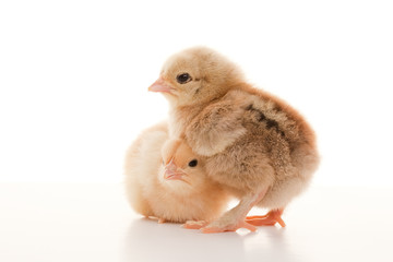 Fototapeta premium Small fluffy chickens