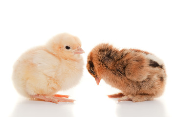 Small fluffy chickens