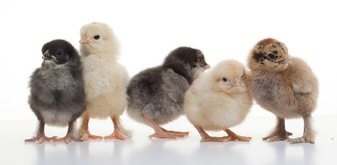 Small fluffy chickens