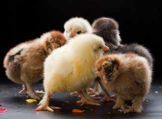 Small fluffy chickens