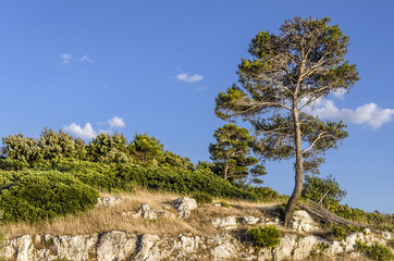 Albero solitario su promontorio