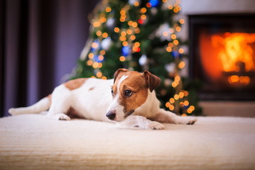 Jack Russell dog at the Christmas and New Year