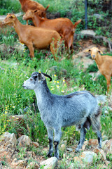 Flock goats on mount