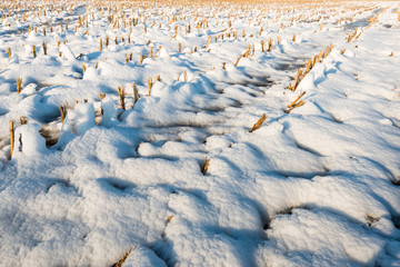 Fototapeta premium Corn stubble in the snow from close