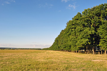 Fototapeta na wymiar a row of green trees