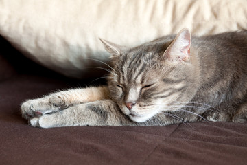 European short hair adult cat is sleeping at home