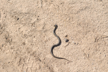 snake crawling on the sand