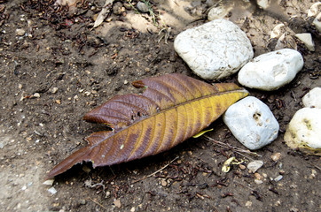 Half eaten from insects leaf with some pebbles on the ground