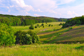 Obraz premium meadow landscape